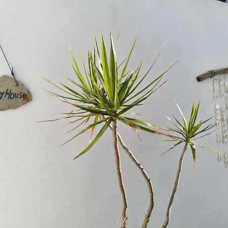 Prázdninový dům Honey House Matosinhos (Porto)